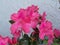 Bright pink Azaleas bloom