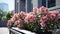 Bright pink azaleas bloom on modern city balcony, sunny summer day.