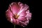 Bright Pink Backlit Flower