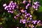 Bright pink berries of beautyberry shrub, latin name Callicarpa, during autumn season