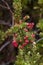 Bright pink berries of a pink mountain-berry tree