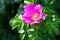 Bright pink blooming flowers of dog rose and green leaves on sunbeams in summer time