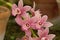 Bright pink  boat orchid flowers - Cymbidium