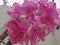 Bright pink bougainvillea little cloud of blessings