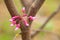 Bright pink buds of the Eastern Redbud