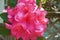 A bright pink bunch of rhododendron flowers in front of a wooden fence