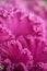 Bright pink cabbage leafs background