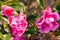 Bright pink camellia flowers with raindrops