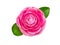 Bright pink camellia rose form flower flower