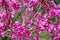 Bright pink cercis tree flowers. Bee on a redbud flower. Springtime