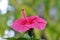 Bright Pink Chinese Hibiscus Flower side view
