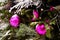 Bright pink christmas decorative spheres on green pine branch covered with snow