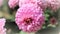 Bright Pink Chrysanthemum summer Flower Plant, chandramallika