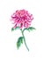 Bright pink chrysanthemum, watercolor