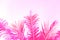 Bright pink coco palm tree leaf on sky background. Palm pink toned photo.
