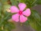 Bright pink color Madagascar Rose Periwinkle flower