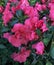 Bright pink colored azalea