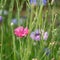 Bright pink cornflower among other flowers