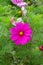 Bright pink Cosmos bipinnatus flower in nature. Flower decorative garden, vertical cosmea pink magenta