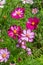 Bright pink cosmos flower, magenta striped flowers, bunch of floral heads, vertical