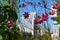 Bright pink cosmos flowers on the blurred background of city street. Small urban garden on the balcony with blooming plants