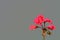 bright pink or crimson geranium pelargonium on a gray background. Geranium inflorescence against a gray wall. copyspace