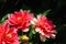 Bright pink dahlia flowers of the `Berliner Kleene` variety in the garden on a sunny day, close-up, dark background, copy space