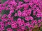 Bright pink Dianthus flowers pinks, variety Gold Fleck