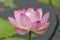 Bright pink dissolved lotus flower