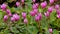 Bright pink  eastern sowbread flowers - Cyclamen coum