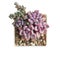 Bright pink Echeveria Cupid rosette flowers and sedum dasyphyllum minor plant in pot isolated, succulent top view