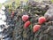 Bright pink egg masses of golden apple snail or channeled apple snail Pomacea canaliculata