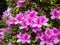 Bright pink evergreen azalea flowers closeup