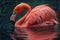 Bright pink flamingo standing in a lake
