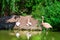 Bright pink flamingos and pelicans couple.