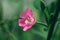 Bright pink flower codlins-and-cream, epilobium hirsutum, great hair willowherb, blooming sally, rose-bay on green background