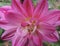 Bright Pink Flower Detail