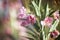 Bright pink flower epilobium hirsutum, great hair willowherb, blooming sally, rose-bay on green background close up. Summer
