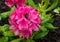 Bright pink flower five-leaved composted in a bouquet close-up against a background