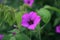 Bright pink flower: flowering geranium