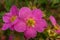 Bright  pink flower Kuril tea Bush close-up. Dasiphora fruticosa, Potentilla.  Five-leaf shrub used for medicinal purposes.