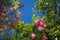 Bright pink flower oleander on the blue sky