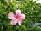 Bright pink flower of purple hibiscus on green leaves natura