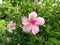 Bright pink flower of purple hibiscus on green leaves natura