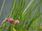 Bright pink flower with reeds