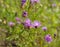 Bright pink flowers of blooming brown knapweed, Centaurea jacea.