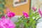 Bright pink flowers of dianthus plumarius plant