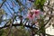 Bright pink flowers of Prunus persica tree