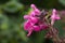 Bright pink flowers of a salvia greggii or autumn sage