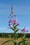 The bright pink flowers of wild fireweed Chamaenerion angustifolium in the meadow on a sunny day